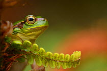 Gaoligongshan Tree Frog (Polypedates / Rhacophorus gongshanensis) in fern (Cibotium barometz) Gaoligongshan Mountains, Yunnan, China