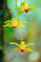 Low's cymbidium (Cymbidium lowianum) endemic tree orchid, Gaoligongshan NP, Yunnan province, China