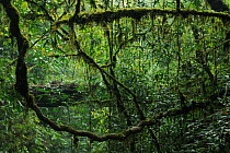 Lianas in the subtropical rainforest, Gaoligongshan NP, Yunnan province, China