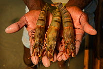 Shrimps and prawns held in a man's hands, Pulicat Lake, India, January 2013., January 2013.