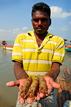 Shrimps and prawns caught in Pulicat Lake, India, January 2013.