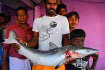 Fish and ice sellers with Spot-tail shark (Carcharhinus sorrah) in Pulicat town, Pulicat Lake, Tamil Nadu, India, January 2013.