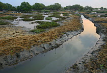 Seasonal marshlands near Pulicat Lake, Tamil Nadu, India, January 2013.
