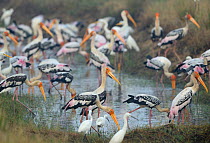 Painted storks (Mycteria leucocephala) group, Pulicat Lake, Tamil Nadu, India, January 2013.