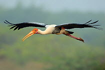 Painted storks (Mycteria leucocephala) in flight, Pulicat Lake, Tamil Nadu, India, January 2013.