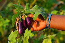Aubergine (Solanum melongena) grown in Tongal village, Pulicat Lake, Tamil Nadu, India, January 2013.