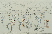 Spot-billed Pelican (Pelecanus philippinensis) Great white egret, (Casmerodius albus) Little egret (Egretta garzetta) Eurasian flamingo, (Phoenicopterus roseus) Spoonbill (Platalea leucrodia) reflecte...
