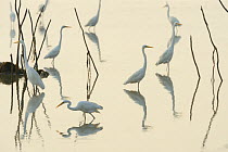 Great white egrets (Casmerodius albus) reflected in Pulicat Lake, Tamil Nadu, India, January 2013.