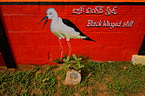 Wall mural of a Black winged stilt (Himantopus himantopus) Pulicat Lake, Tamil Nadu, India, January 2013.
