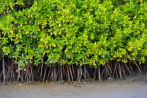 RF- Mangrove (Rhizophora) roots, Pulicat Lake, Tamil Nadu, India, January. (This image may be licensed either as rights managed or royalty free.)