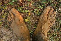 Muddy feet of photographer, Staffan Widstrand, Pulicat Lake, Tamil Nadu, India, January 2013.