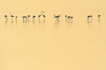 Eurasian flamingos (Phoenicopterus roseus) lined up on Pulicat Lake, Tamil Nadu, India, January 2013.