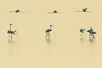 RF- Eurasian flamingos (Phoenicopterus roseus) lined up on Pulicat Lake, Tamil Nadu, India, January. (This image may be licensed either as rights managed or royalty free.)