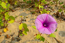 Beach Morning Glory (Ipomoea pes-caprae) Pulicat Lake, Tamil Nadu, India, January 2013.