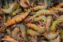 Shrimps and prawns caught in Pulicat Lake, Tamil Nadu, India, January 2013.