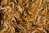 Shrimps and prawns caught in Pulicat Lake, Tamil Nadu, India, January 2013.