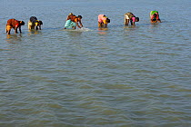 Women fishing in Pulicat Lake, Tamil Nadu, India, January 2013.
