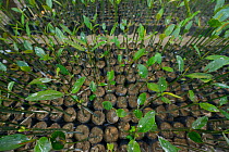 Mangrove (Rhizophora) saplings in tree nursery, Pulicat Lake, Tamil Nadu, India, February 2013.