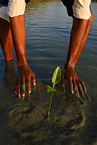 Mangrove planting team from CRINEO planting Mangrove trees (Rhizophora) Pulicat Lake, Tamil Nadu, India, February 2013.