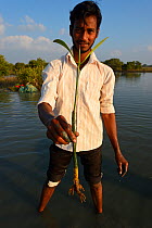 Mangrove planting team from CRINEO planting Rhzophora mangrove trees, Pulicat Lake, Tamil Nadu, India, February 2013.