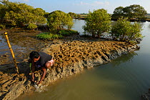 Mangrove planting team from CRINEO planting Mangrove trees (Rhizophora) Pulicat Lake, Tamil Nadu, India, February 2013.
