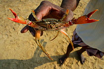 Crab (Portunus sanguinolentus) Pulicat Lake, Tamil Nadu, India, February 2013.