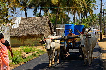 Ox cart on road, Pulicat Lake, Tamil Nadu, India, February 2013.