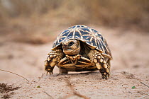 Geometric Tortoise (Psammobates geometricus) Central Kalahari Desert. Botswana. Endangered species.