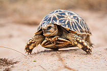 Geometric Tortoise (Psammobates geometricus) Central Kalahari Desert. Botswana. Endangered species.
