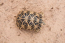 Geometric Tortoise (Psammobates geometricus) dorsal view, Central Kalahari Desert. Botswana. Endangered species.