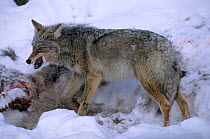 Coyote (Canis latrans) snarling whilst feeding on carcass, Yellowstone National Park, Wyoming, USA.