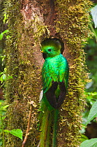 Male Resplendent quetzal (Pharomachrus mocinno) perched at its nest hole, El Triunfo Biosphere Reserve, Sierra Madre de Chiapas, Mexico.