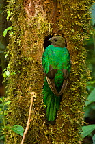 Female Resplendent quetzal (Pharomachrus mocinno) perched at its nest hole, El Triunfo Biosphere Reserve, Sierra Madre de Chiapas, Mexico.