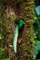 Male Resplendent quetzal (Pharomachrus mocinno) sticking its head out of its nest hole, El Triunfo Biosphere Reserve, Sierre Madre de Chiapas, Mexico.