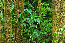 Male Resplendent quetzal (Pharomachrus mocinno) perched at its nest hole, El Triunfo Biosphere Reserve, Sierra Madre de Chiapas, Mexico.