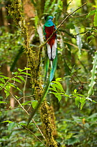 Portrait of a male Resplendent quetzal (Pharomachrus mocinno) perched on a branch, El Triunfo Biosphere Reserve, Sierra Madre de Chiapas, Mexico.