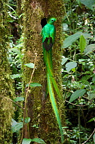 Male Resplendent quetzal (Pharomachrus mocinno) at nest hole, El Triunfo Biosphere Reserve, Sierra Madre de Chiapas, Mexico.