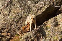 Coyote (Canis latrans) female nursing pups, Yellowstone National Park, Wyoming, USA, June.