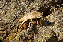 Coyote (Canis latrans) female walking away from nursing pups, Yellowstone National Park, Wyoming, USA, June.