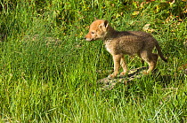 Coyote (Canis latrans) pup standing in grass, Yellowstone National Park, Wyoming, USA. June.