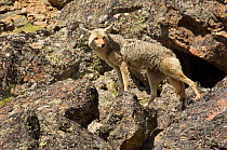 Coyote (Canis latrans) female standing on boulders, Yellowstone National Park, Wyoming, USA. June.