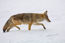 Coyote (Canis latrans) walking through snow along the Yellowstone River in Yellowstone National Park, Wyoming, USA. October.