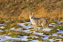 Coyote (Canis latrans) standing in patchy snow, Yellowstone National Park, Wyoming, USA. October.