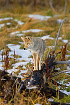Coyote (Canis latrans) standing on a charred fallen tree in patchy snow, Yellowstone National Park, Wyoming, USA. October.