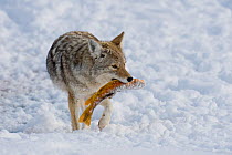 Coyote (Canis latrans) carrying fish prey through snow, with standing in snow, Grand Teton National Park, Wyoming, USA. February.