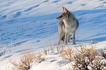 Coyote (Canis latrans) with standing in snow, Yellowstone National Park, Wyoming, USA. February.