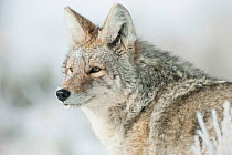 Coyote (Canis latrans) portrait in snow, Yellowstone National Park, Wyoming, USA. February.
