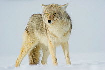 Coyote (Canis latrans) with ears back standing in snow, Yellowstone National Park, Wyoming, USA. February.