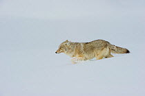Coyote (Canis latrans) walking through deep snow, Yellowstone National Park, Wyoming, USA. February.