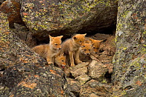 Litter of Coyote (Canis latrans) pups emerging from den. Yellowstone National Park, Wyoming, USA, June.